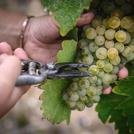 Vignoble Chateau Piegue - Winery Rochefort-sur-Loire Kültér fotó