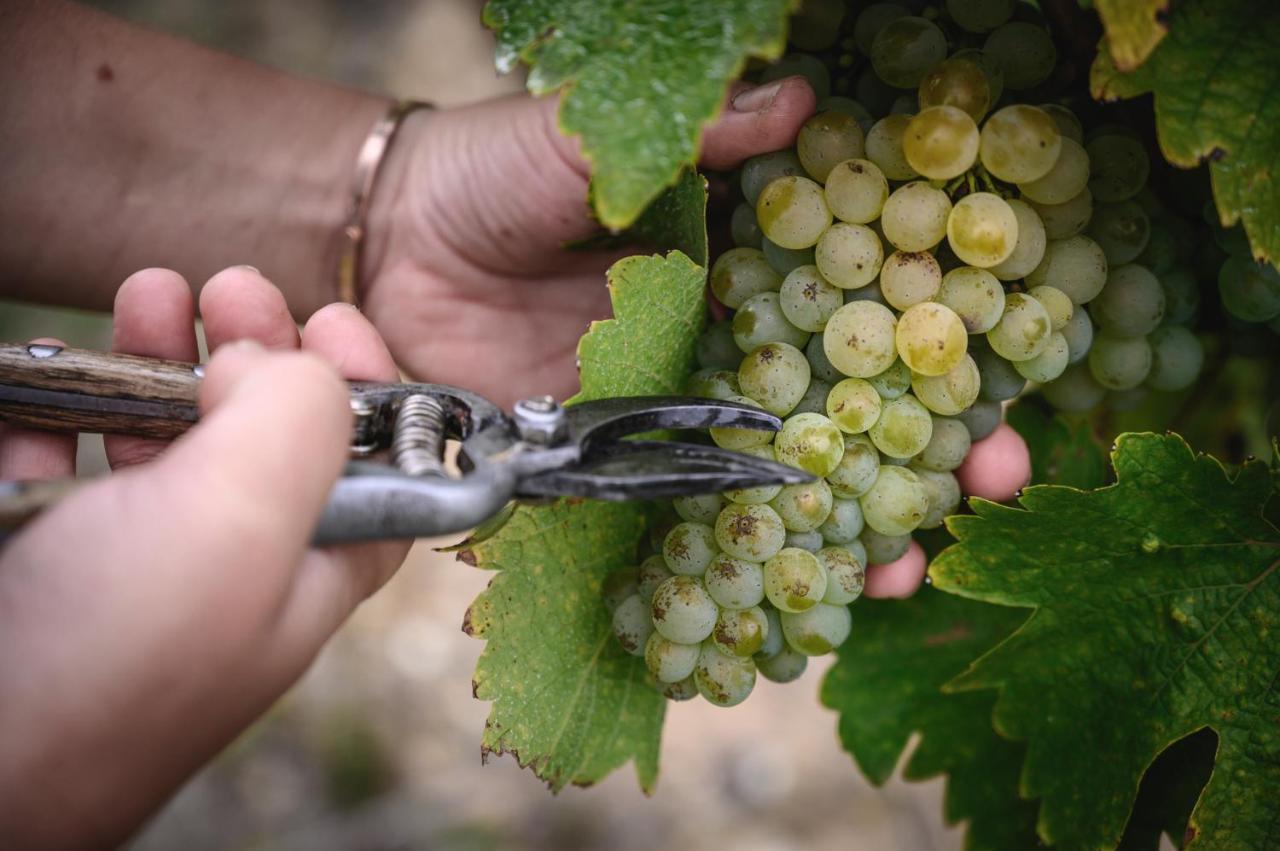 Vignoble Chateau Piegue - Winery Rochefort-sur-Loire Kültér fotó