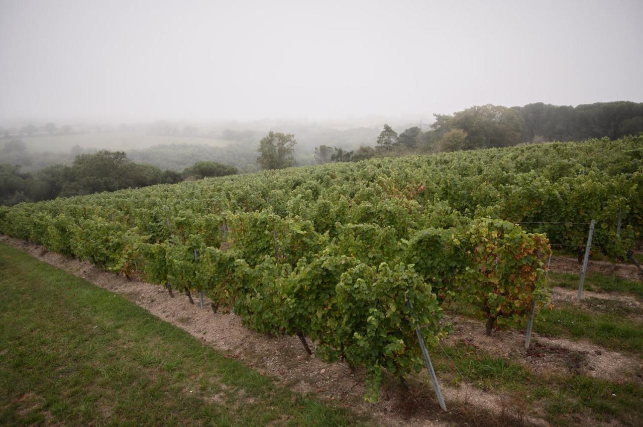 Vignoble Chateau Piegue - Winery Rochefort-sur-Loire Kültér fotó