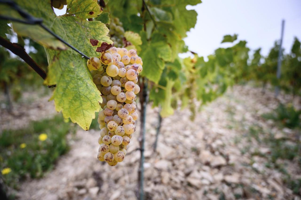 Vignoble Chateau Piegue - Winery Rochefort-sur-Loire Kültér fotó