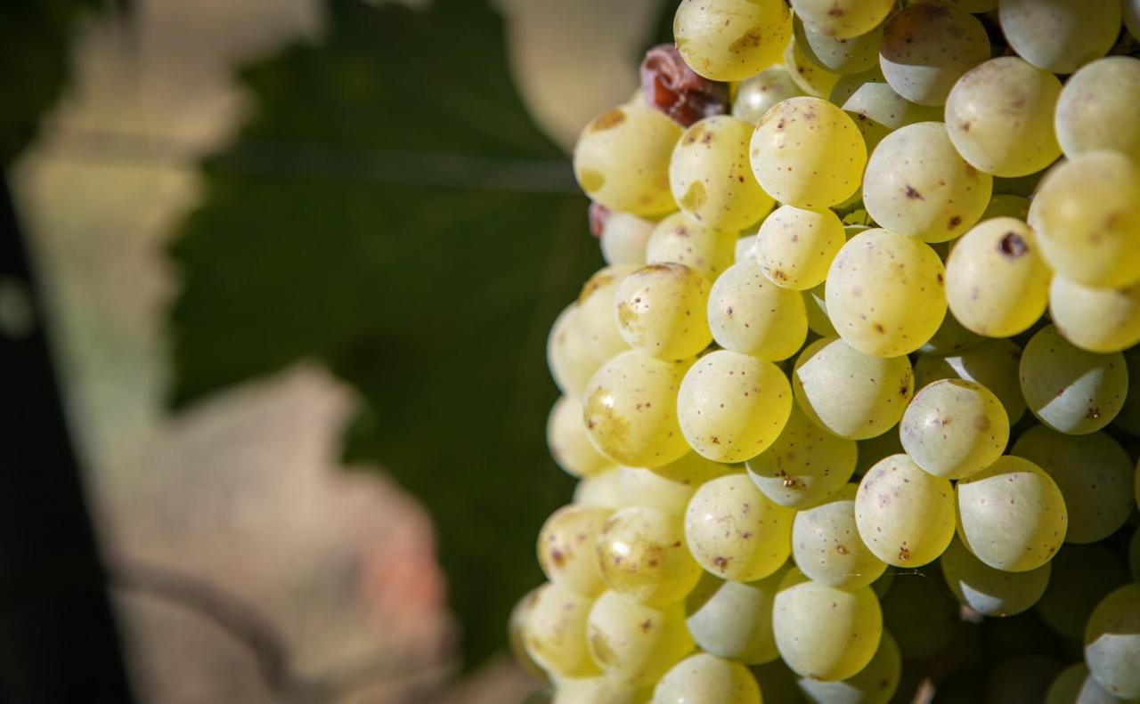 Vignoble Chateau Piegue - Winery Rochefort-sur-Loire Kültér fotó