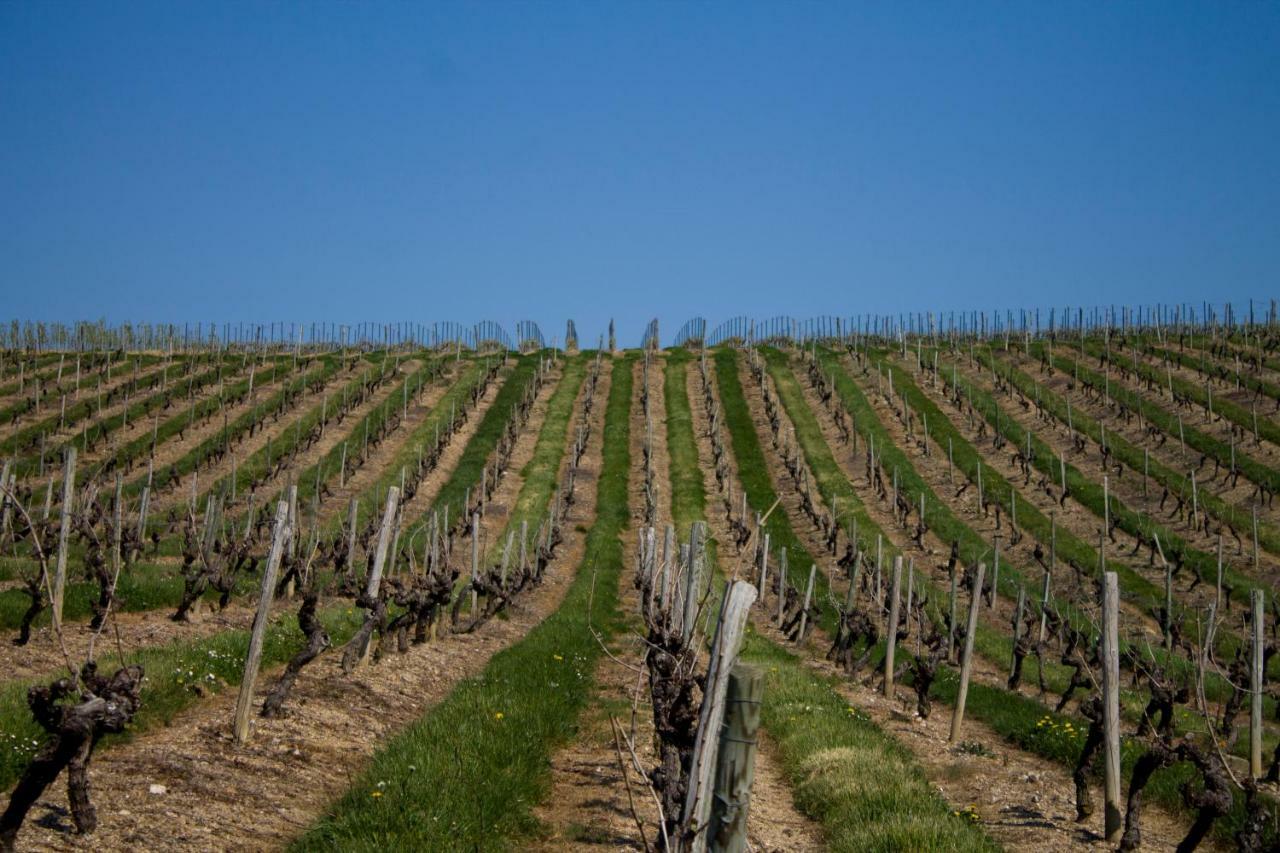 Vignoble Chateau Piegue - Winery Rochefort-sur-Loire Kültér fotó